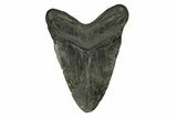 Fossil Megalodon Tooth - South Carolina #271018-1